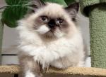 Panda 14 weeks old - Persian Kitten For Sale - Orlando&comma; FL&comma; US