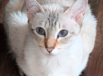 Sofia is Retiring - Siamese Cat For Sale - Middletown&comma; DE&comma; US