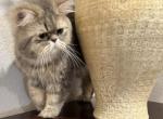 Celestial Jovani - Persian Cat For Sale - Fort Worth&comma; TX&comma; US