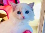 lavender - Ragdoll Kitten For Sale - Irvine&comma; CA&comma; US