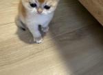 Teddy - British Shorthair Kitten For Adoption - Fort Lauderdale&comma; FL&comma; US
