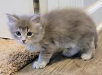 Pixie - Maine Coon Kitten For Sale - 