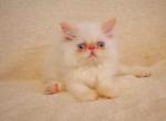 Lukas - Persian Kitten For Sale - Chatsworth&comma; CA&comma; US