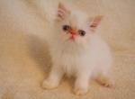 Tom - Persian Kitten For Sale - Chatsworth&comma; CA&comma; US
