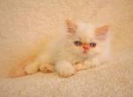 Nina - Persian Kitten For Sale - Chatsworth&comma; CA&comma; US