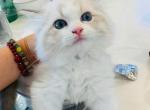 gloria - Ragdoll Kitten For Sale - Los Angeles&comma; CA&comma; US