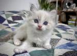 Egbert - Ragdoll Kitten For Sale - Tuscaloosa&comma; AL&comma; US