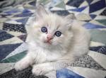 Egbert - Ragdoll Kitten For Sale - 