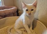 Beau flame point male - Siamese Kitten For Sale - Eugene&comma; OR&comma; US