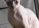 Elf sphynx female - Sphynx Cat For Sale - 