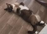 Simon - Siamese Cat For Sale - Okc&comma; OK&comma; US