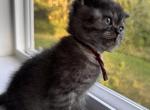 Whiskers Kittens - British Shorthair Kitten For Sale - Bellingham&comma; WA&comma; US
