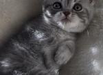 Whiskers - British Shorthair Kitten For Sale - Bellingham&comma; WA&comma; US