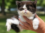 Camies girl - Exotic Kitten For Sale - Conroe&comma; TX&comma; US