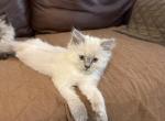 Blue point - Persian Kitten For Sale - 