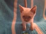 Snowflake - Siamese Kitten For Adoption - 