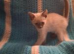 Sprinkles - Siamese Kitten For Sale - 
