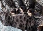 Look if the wild - Bengal Kitten For Sale - Vandalia&comma; OH&comma; US