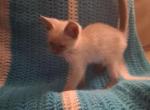 Princess - Siamese Kitten For Sale - Orlando&comma; FL&comma; US