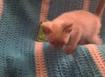 Majesty - Siamese Kitten For Adoption - 