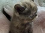 Exotic chocolate  Tortie female - Exotic Kitten For Sale - Palm Coast&comma; FL&comma; US