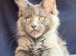 Xavian Blue - Maine Coon Kitten For Sale - CO&comma; US