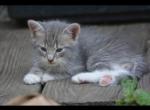 Tabby kittens - Domestic Kitten For Sale - Waldorf&comma; MD&comma; US