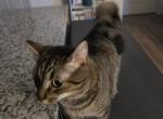 Milo - Domestic Cat For Adoption - Huntersville&comma; NC&comma; US