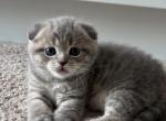 Zara - Scottish Fold Kitten For Sale - Federal Way&comma; WA&comma; US
