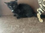 Shorty - Munchkin Kitten For Sale