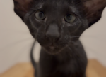 Sultan Marbleficent - Oriental Kitten For Sale - Vienna&comma; AT