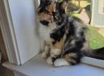 Calico persian kitten - Persian Kitten For Sale - Fort Loudon&comma; PA&comma; US