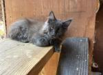Zeus - Maine Coon Kitten For Sale - San Diego&comma; CA&comma; US