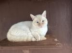 Leo - Munchkin Kitten For Sale - San Diego&comma; CA&comma; US
