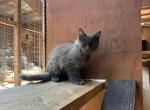 Max - Maine Coon Kitten For Sale - San Diego&comma; CA&comma; US