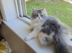 Blue and white female persian - Persian Kitten For Sale - 