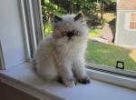 Seal point Himalayan kitten - Persian Kitten For Sale - Fort Loudon&comma; PA&comma; US