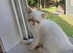 Himalayan kittens available - Himalayan Kitten For Sale - 
