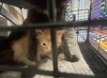 Fuzz balls - American Shorthair Kitten For Sale - Dallas&comma; TX&comma; US