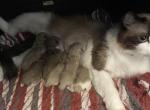 Luna5 - Ragdoll Kitten For Sale - 