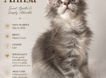 Anfisa - Maine Coon Kitten For Sale - 