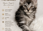Artemis - Maine Coon Kitten For Sale - 
