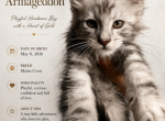 Armageddon - Maine Coon Kitten For Sale - 