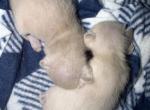 Burmese - Burmese Kitten For Sale - Jamesport&comma; MO&comma; US