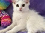 Mix Turkish Van & Ragdoll - Turkish Van Kitten For Adoption - Auburn&comma; WA&comma; US