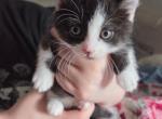 Duchess Male Munchkin kitten - Munchkin Cat For Sale - 