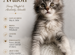 Avalon - Polydactyl Kitten For Sale - Temecula&comma; CA&comma; US