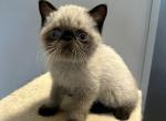 Chocolate points Exotic shorthair male - Exotic Kitten For Sale - Brooklyn&comma; NY&comma; US