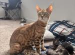 65kitties - Bengal Kitten For Sale - 