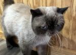 Felan - Exotic Cat For Sale - 